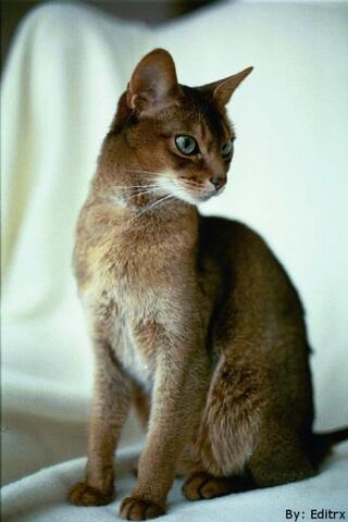 Archivo:Gato Abisinio.jpg