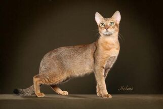 Chausie.jpg