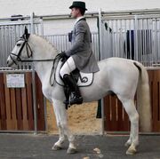 Lipizzaner 2