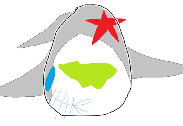 File:Scabby Shark's egg.jpg