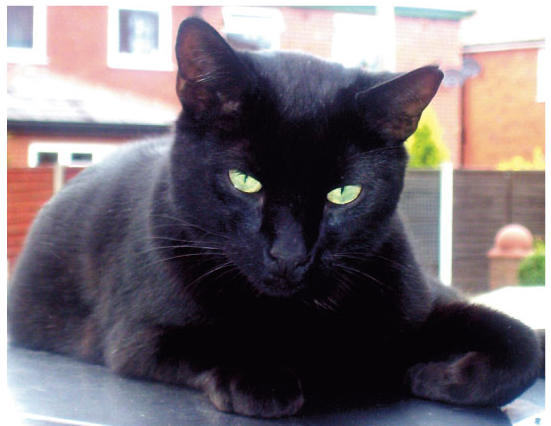 File:Hollyleaf.png