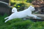 WindClan Cat