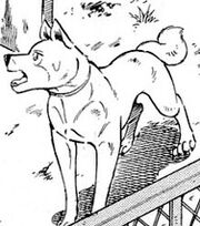 Young Shirozaru