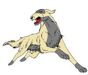 Dash