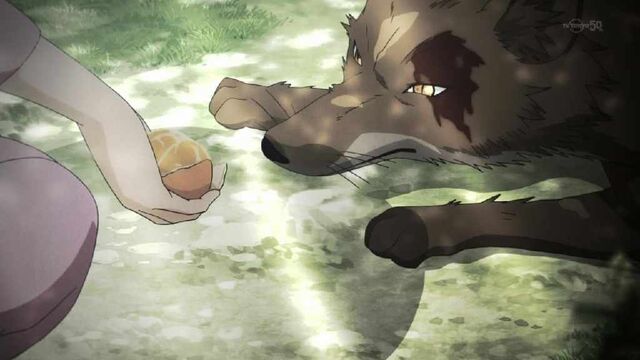 File:Giving-an-orange-to-a-fox.jpg