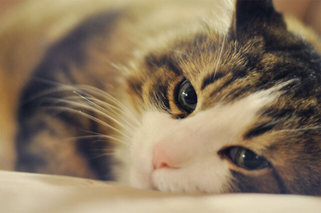 File:40296-cat-sleepy-tom-1-.jpg