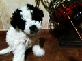 Thumbnail for version as of 23:46, February 3, 2011