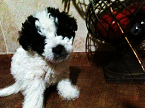 File:Benji2.png