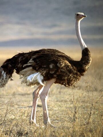 File:Ostrich.jpg