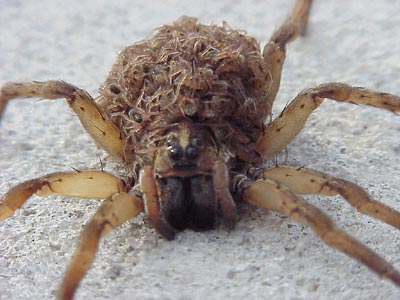 File:Spider wolfmommy2.jpg
