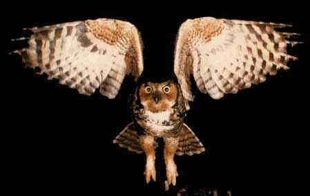 File:Owl.jpg