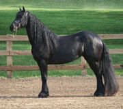 Friesian 1 by FantasyDesignStock