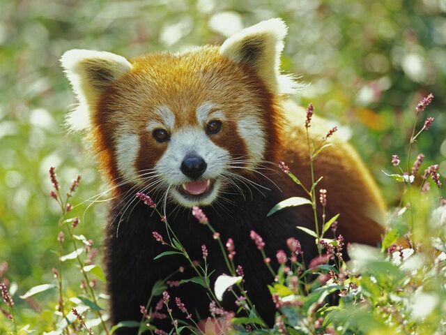 File:Emilia spirit animal.jpg