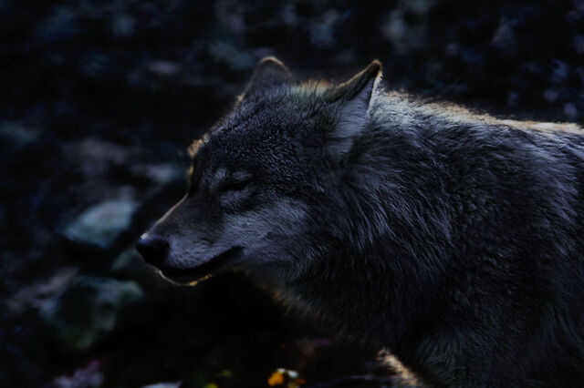 File:Gray Wolf.jpg