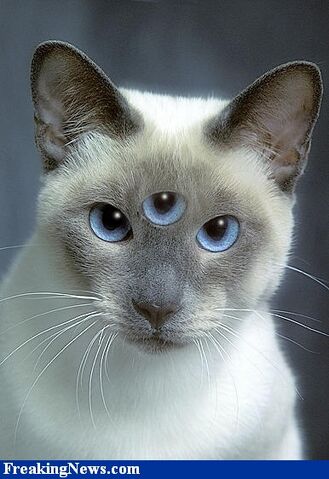 File:Siamese-Triclops-Cat--558.jpg