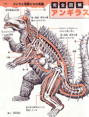 File:Anguirus anatomy.jpg