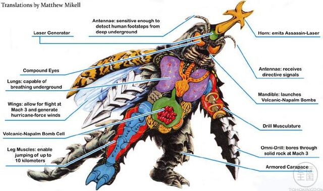 File:Magalon anatomyimage.jpeg