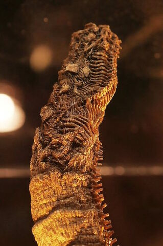 File:Close up as tail.jpeg