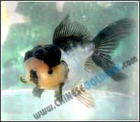 Oranda3.jpg