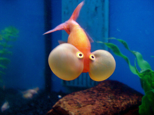 File:Bubble-eye-goldfish.jpg