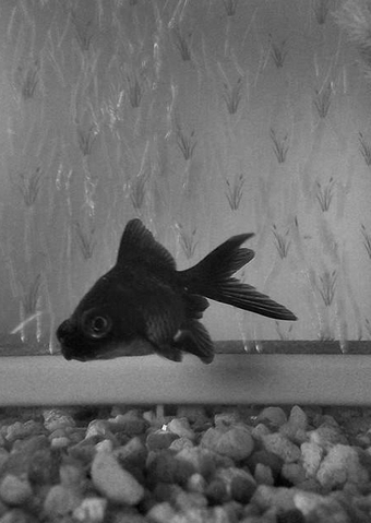 File:Black and white.png