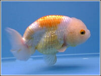 Ranchu2