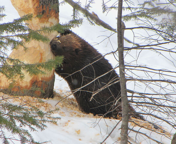 File:American beaver.jpg