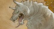 Gray wolf