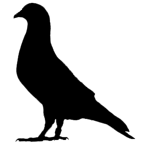 File:Pigeon.png