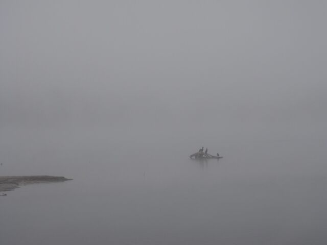 File:Whale Island Fog.jpeg