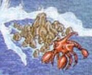 Cecile Reef Artwork