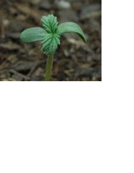 Cannabis seedling