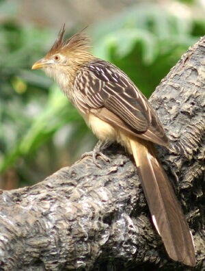 Guira guira