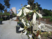Arugula-Flowers-in-the-City