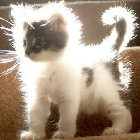 File:Static-electricity-cat.jpg
