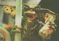 Thumbnail for version as of 02:54, January 13, 2012