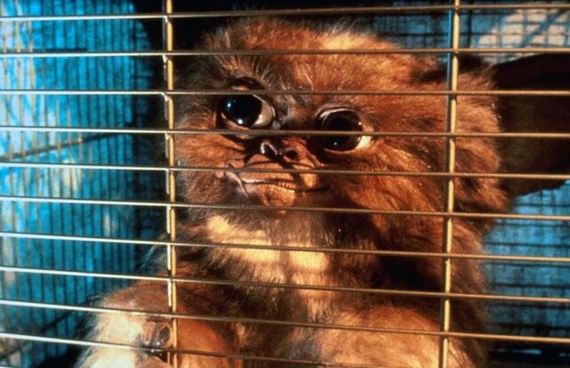 File:Gremlins scene 15.jpg