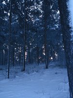 Greybarkforest1