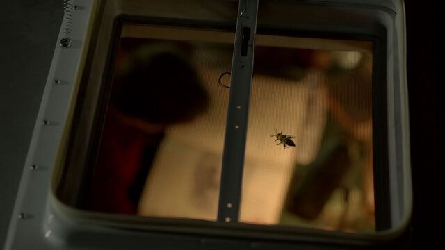 File:Bee Watching.jpg