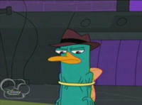 Plik:200px-Perry in hoop.png