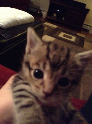File:Kitty.jpg