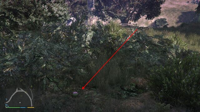 File:Peyote Plants GTAVe 16 Galileo Tunnel View.jpg