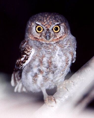 File:Species-Micrathene-whitneyi-6.jpg