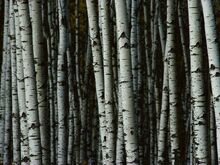 White-birch-trees 9392 990x742