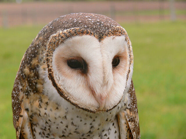 File:Masked Owl.jpg