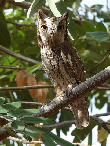 File:450px-Megascops choliba -Ceara, Brazil-8.jpg