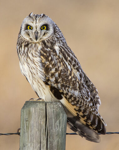 File:Possible-male-short-eared-owl.jpg