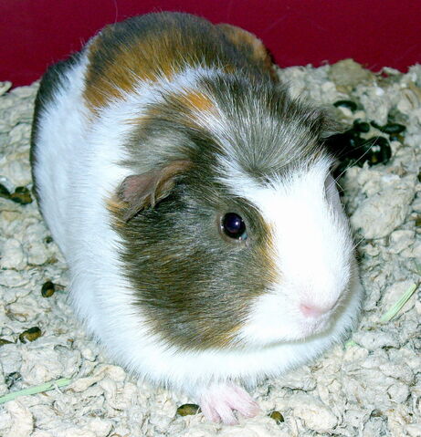 File:Crested1.jpg