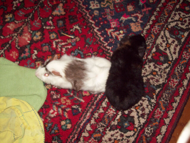 File:102 1771.jpg
