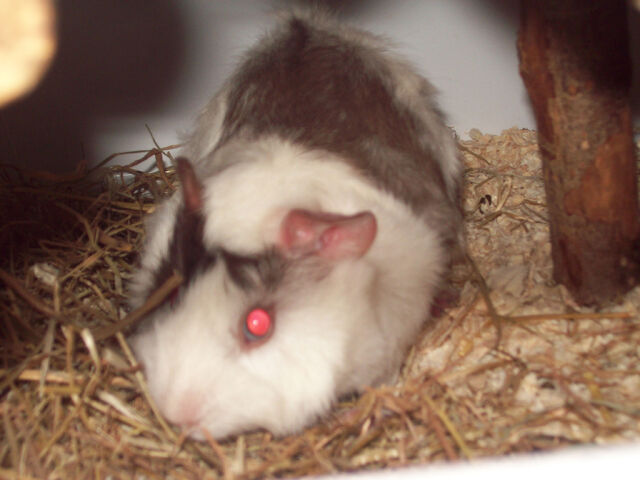 File:102 1765.jpg